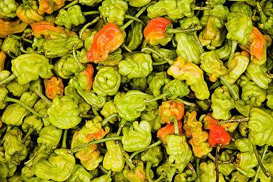 《一起来造动物园》阿根廷区低价促成游戏大卖